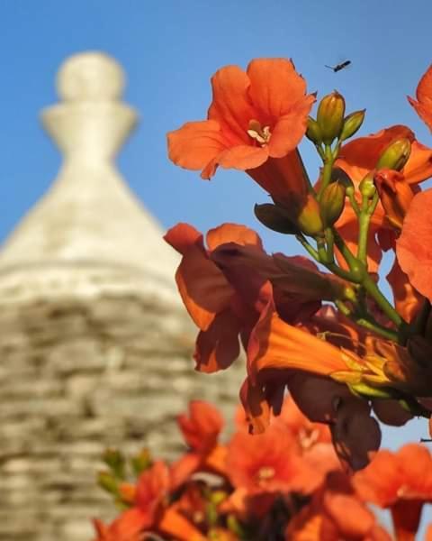 Trulli Di Ivana Ostuni Exteriör bild